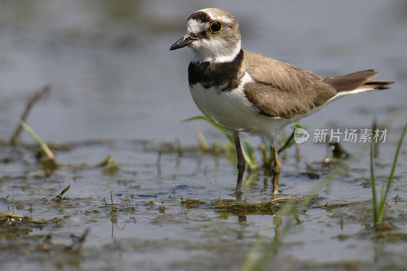 小环鸻(Charadrius dubius)